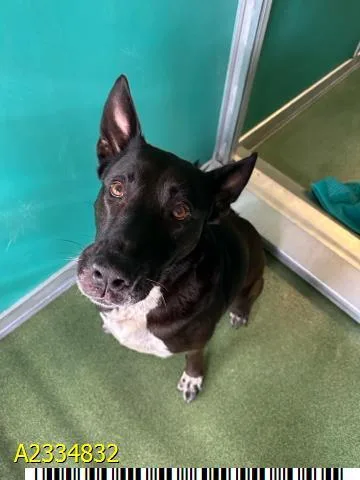 An adult large-sized male Mixed Breed dog named Benjilector for adoption in West Palm Beach, FL