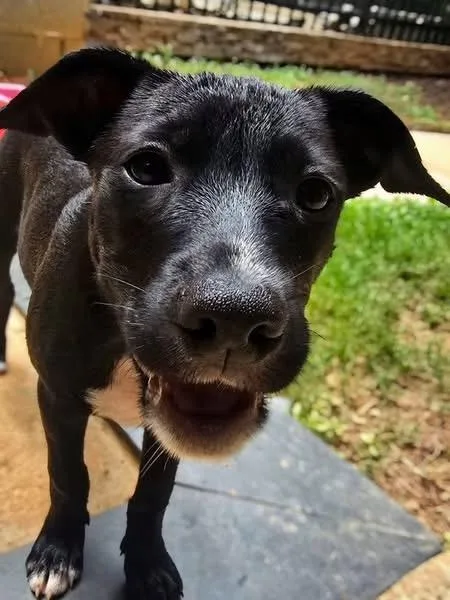 A baby small-sized female Labrador Retriever dog named Simparica for adoption in Winder, GA