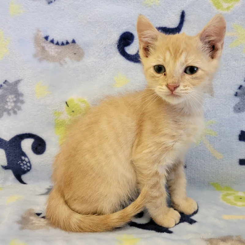 A young medium-sized male Buff / Tan / Fawn Domestic Short Hair cat named Cheez It for adoption in ALPINE, TX