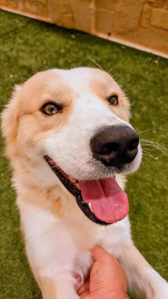 A young medium-sized male Husky dog named Cane for adoption in Seguin, TX