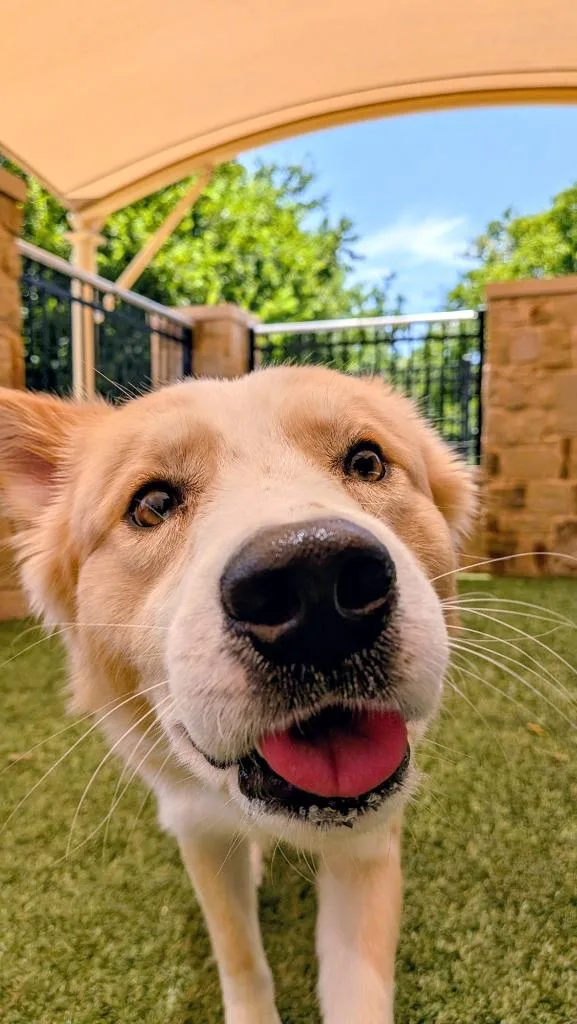 Cane thumbnail 2