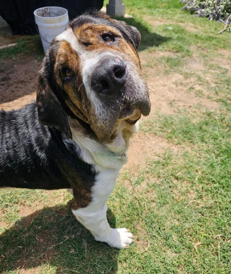 An adult large-sized male Brown / Chocolate Mastiff dog named Lionel for adoption in Pflugerville, TX