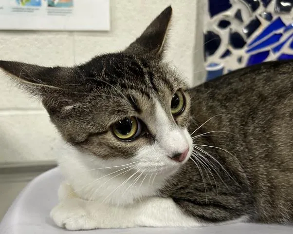 A young small-sized female Domestic Short Hair cat named Dot for adoption in Pensacola, FL