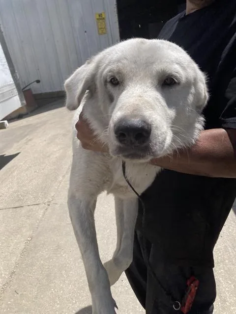 A young large-sized male Mixed Breed dog named Braker for adoption in Dallas, TX