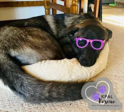 An adult large-sized male Tricolor (Brown, Black, & White) German Shepherd Dog dog named Bear  Oopsie Daisies for adoption in Kenai, AK