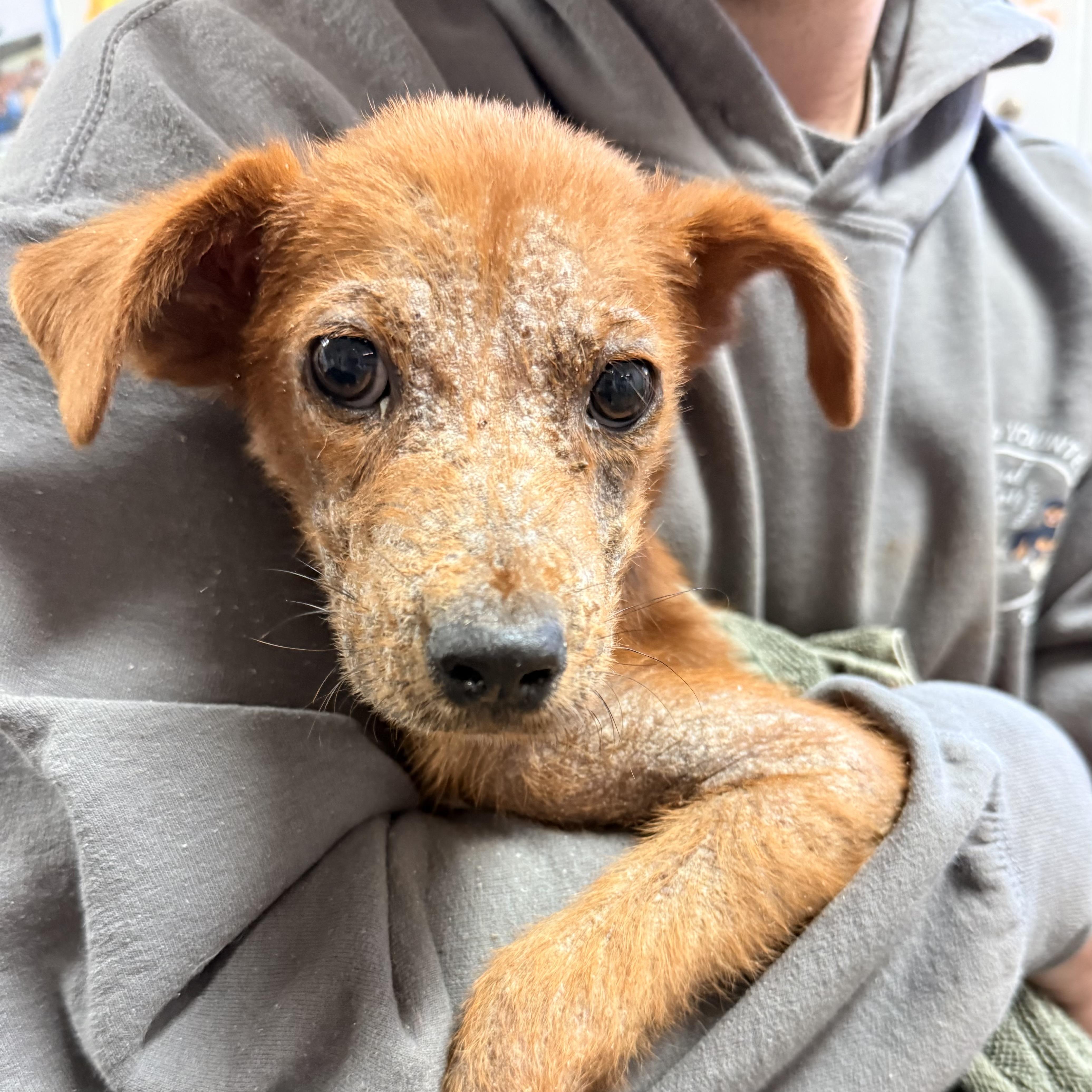 A baby medium-sized male Red / Chestnut / Orange Mixed Breed dog named Swamp for adoption in Columbia, SC