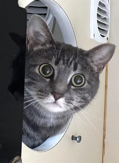 Juno