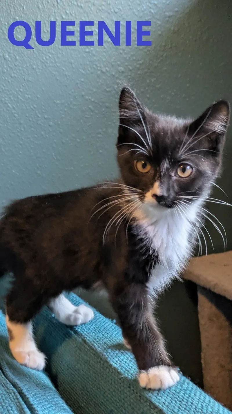 Dynamic Duo  Bronx thumbnail 2