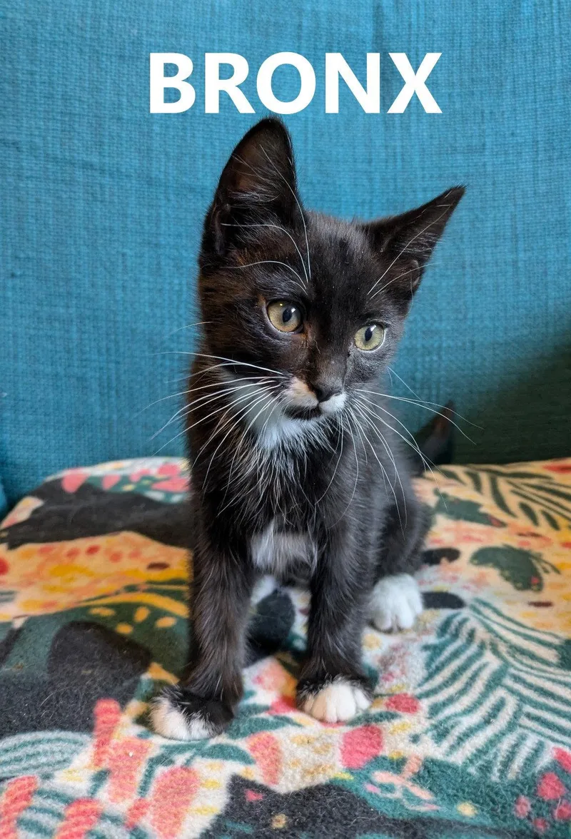 Dynamic Duo  Bronx thumbnail 3