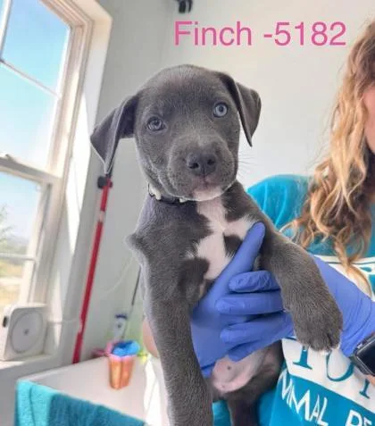 Finch thumbnail 3