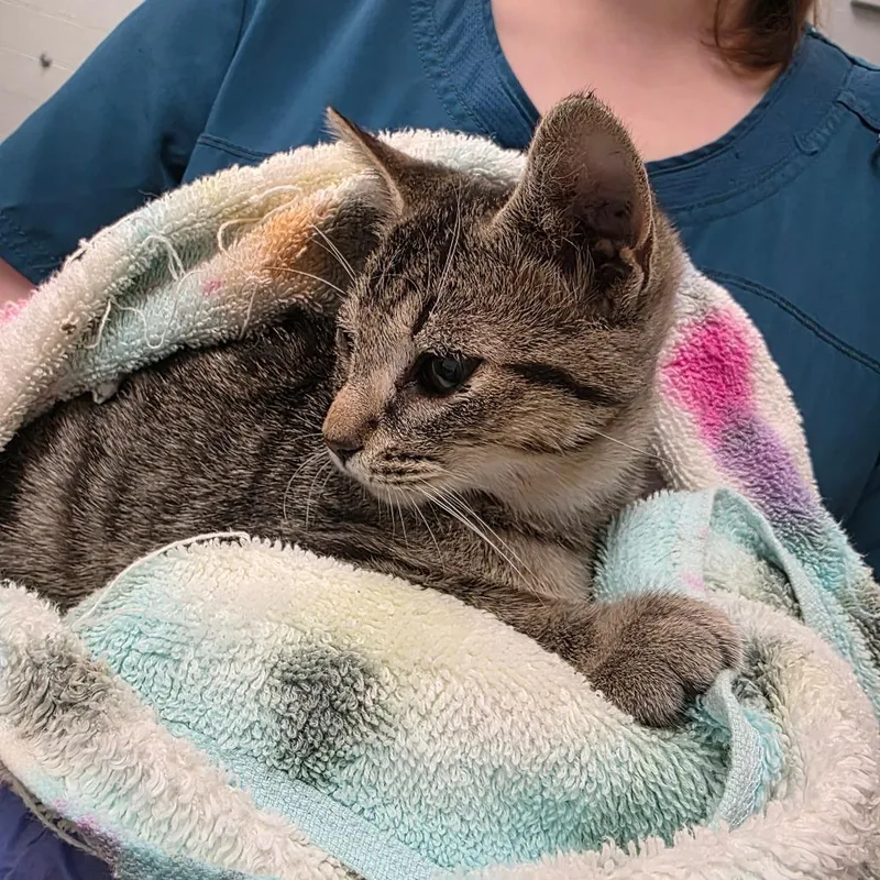 A baby small-sized male Brown / Chocolate Domestic Short Hair cat named Loft for adoption in Chattanooga, TN