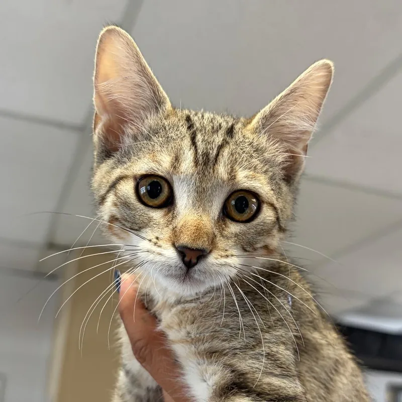 A baby small-sized female Brown / Chocolate Domestic Short Hair cat named Valkyrie for adoption in Santa Barbara, CA