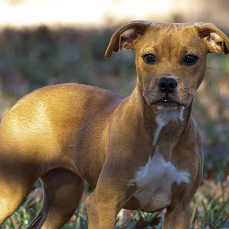 A young small-sized female Yellow / Tan / Blond / Fawn Pit Bull Terrier dog named Autumn for adoption in Wichita, KS