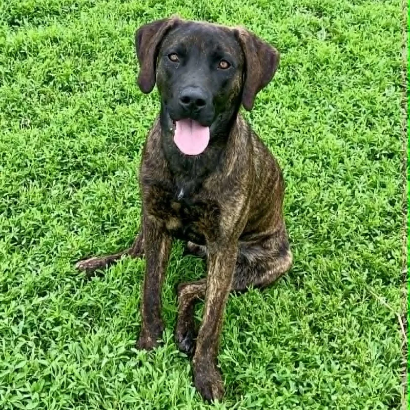 A young large-sized male Brindle Labrador Retriever dog named Kaiser for adoption in Rushville, IL