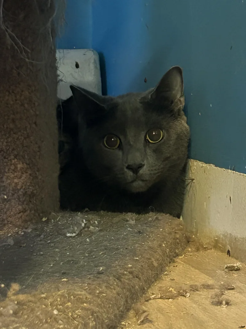 Cash & Jolene thumbnail 3