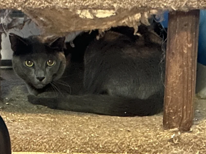 Cash & Jolene thumbnail 5