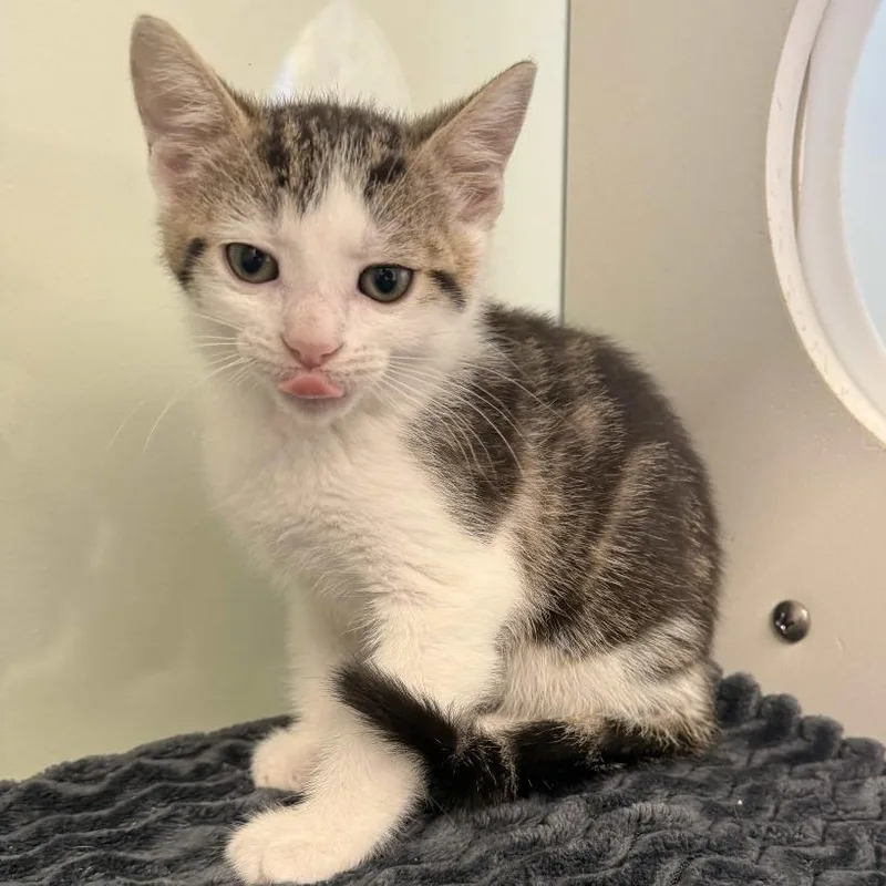 A baby small-sized male Brown / Chocolate Domestic Short Hair cat named Usain Bolt for adoption in Beaumont, TX