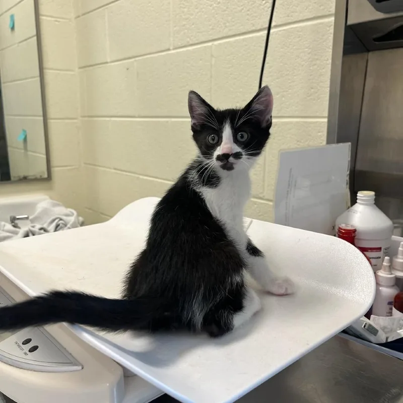 A baby small-sized male Black Domestic Short Hair cat named Toadally Awesome for adoption in Charlottesville, VA