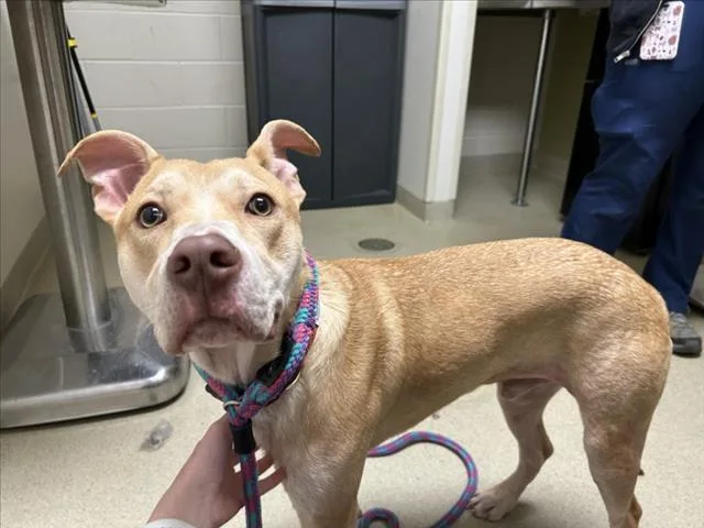 A young medium-sized male Terrier dog named Wallaby for adoption in Chapel Hill, NC
