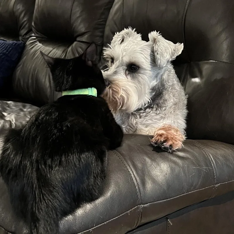 A senior small-sized female Gray / Blue / Silver Miniature Schnauzer dog named Evie for adoption in Huntsville, AL