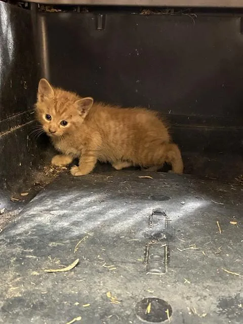 A baby medium-sized male Domestic Short Hair cat named Oliver for adoption in Cookeville, TN