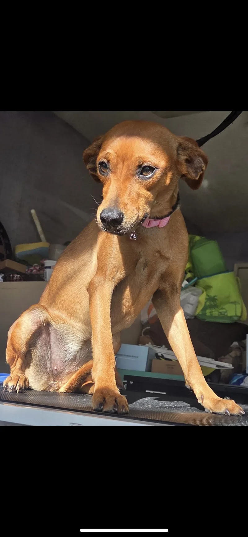 A young small-sized female Brown / Chocolate Miniature Pinscher dog named Sisu for adoption in Hamden, CT