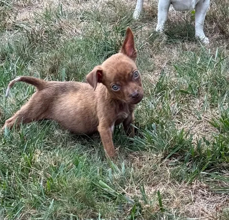 A baby medium-sized male Boxer dog named Sammy for adoption in Berlin, NJ