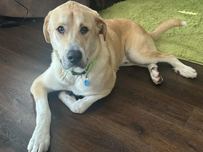 An adult large-sized male White / Cream Great Pyrenees dog named Teddy for adoption in Columbus, OH