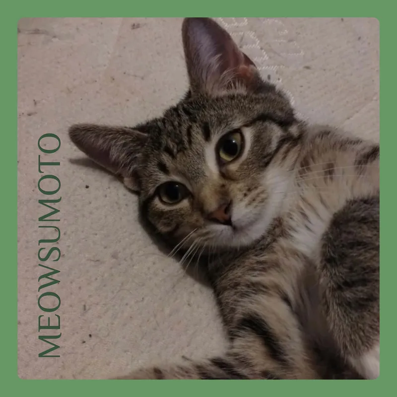A baby medium-sized male Tabby cat named Meowsumoto for adoption in Lawton, OK