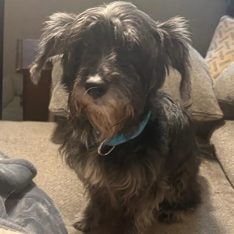 A senior small-sized male Black Terrier dog named Truman for adoption in Cincinnati, OH