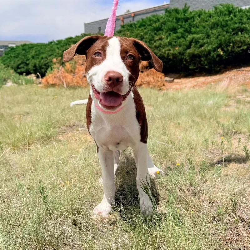 A baby small-sized male Mixed Breed dog named Busby for adoption in Parker, CO