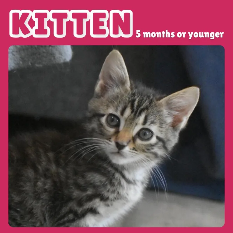 A baby small-sized male Brown / Chocolate Domestic Short Hair cat named Chevron for adoption in Gainesville, FL