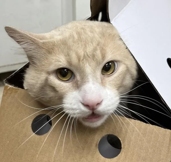 An adult large-sized male Domestic Short Hair cat named Tarzan for adoption in Troutdale, OR
