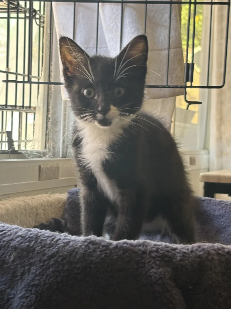 A baby small-sized male Black & White / Tuxedo Domestic Short Hair cat named Rio for adoption in Orange, CA