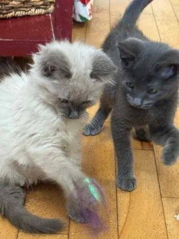 A baby medium-sized male Russian Blue cat named Flynn for adoption in Davis, CA