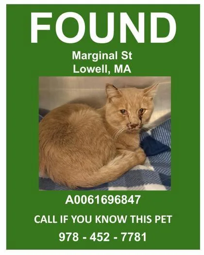 An adult medium-sized male Domestic Short Hair cat named Macklemore for adoption in Lowell, MA