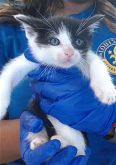 A baby small-sized male Domestic Short Hair cat named Oreo for adoption in Louisville, KY