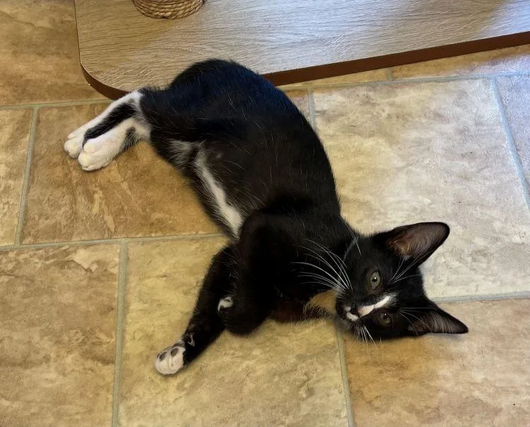 A baby medium-sized male Black & White / Tuxedo American Shorthair cat named Joey for adoption in Richardson, TX