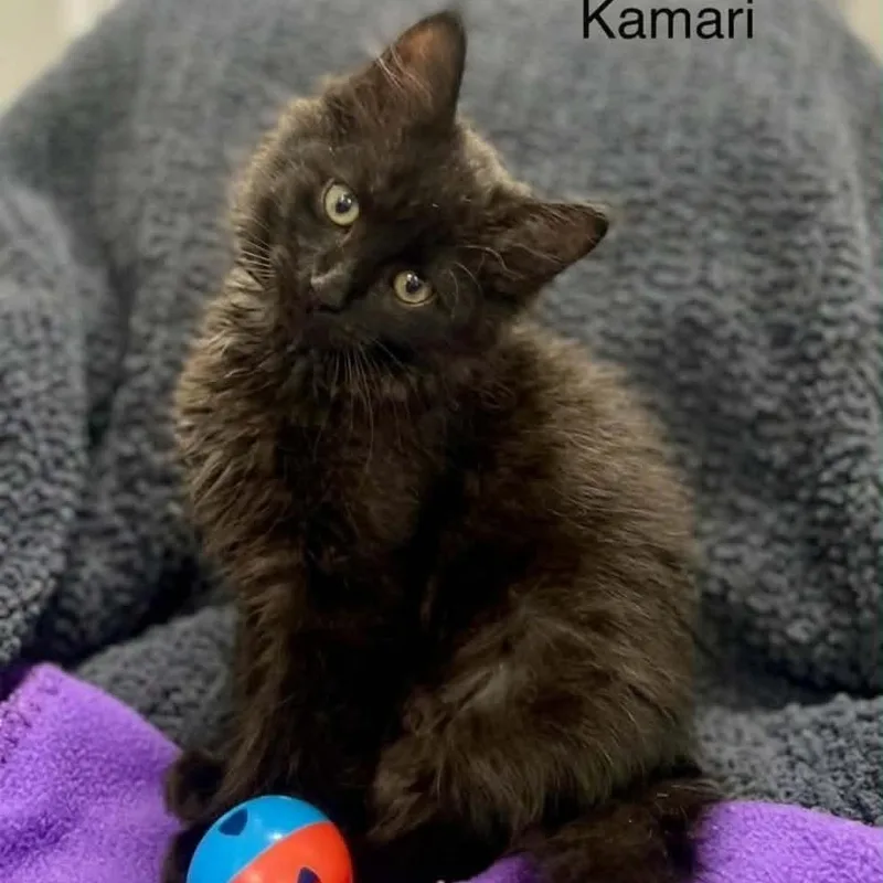 A baby medium-sized female Black Domestic Long Hair cat named Kamari for adoption in Wyandotte, MI