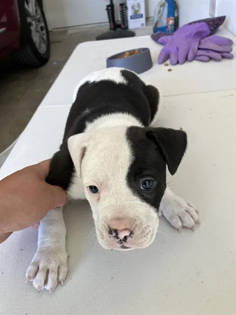 A young large-sized male Mixed Breed dog named Junior for adoption in Dallas, TX