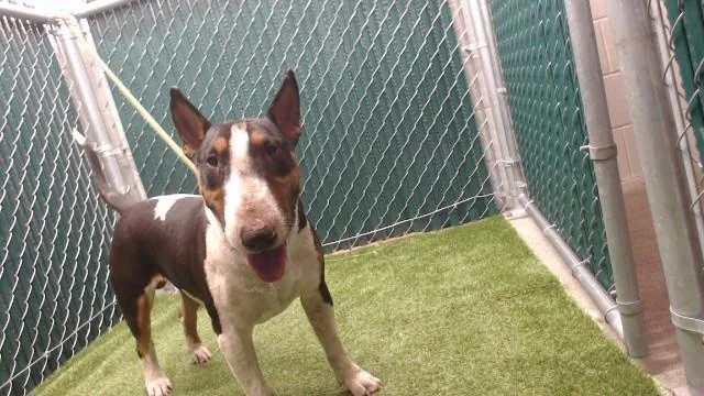 A young large-sized male Bull Terrier dog named Bullseye for adoption in Downey, CA