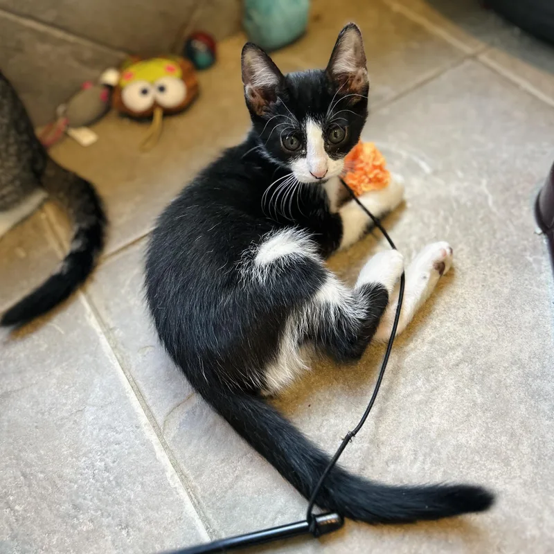 A baby small-sized male Black & White / Tuxedo American Shorthair cat named Tootles for adoption in Seguin, TX