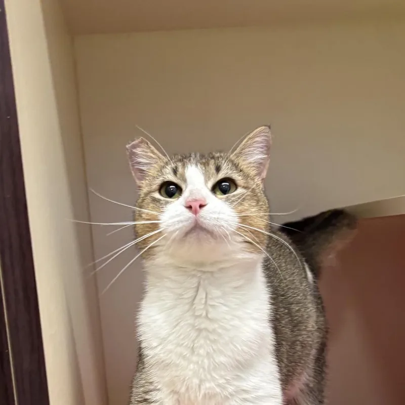 An adult medium-sized female Brown / Chocolate Domestic Short Hair cat named Wren for adoption in Waynesboro, PA
