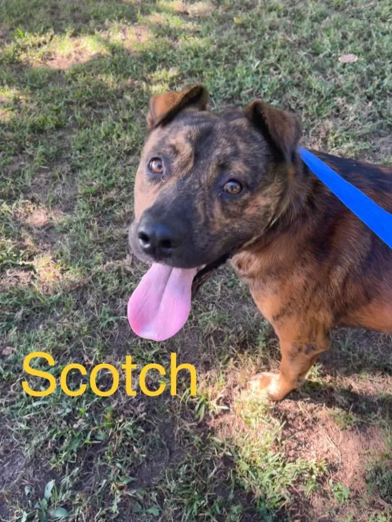 A young medium-sized male Mixed Breed dog named Scotch for adoption in Princeton, IN