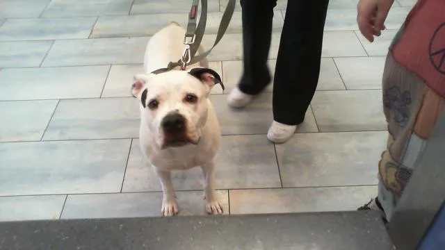 An adult large-sized female Pit Bull Terrier dog named Luna for adoption in Charlotte, NC