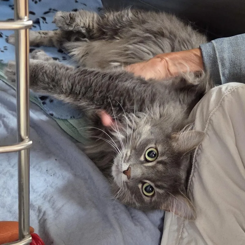 An adult medium-sized female Gray / Blue / Silver Domestic Long Hair cat named Juliet for adoption in Carsonville, MI