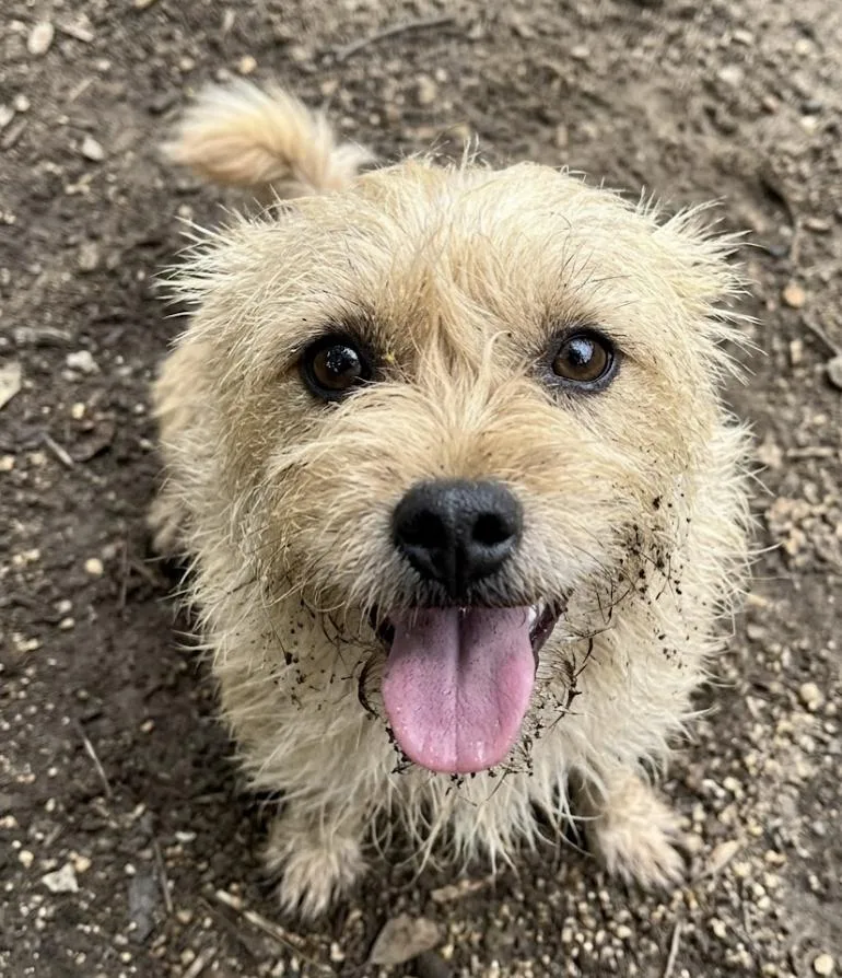 A young small-sized male Yellow / Tan / Blond / Fawn Cairn Terrier dog named Scruffles for adoption
