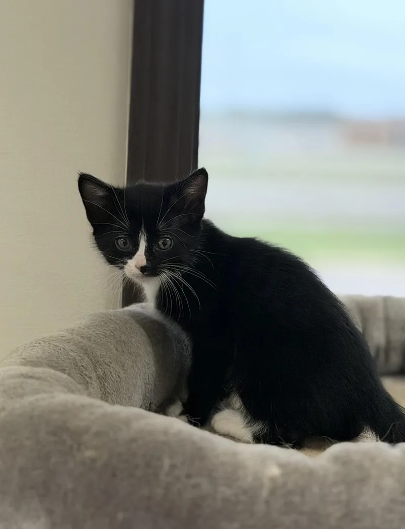 A baby medium-sized female Domestic Short Hair cat named Aura for adoption in Fertile, MN