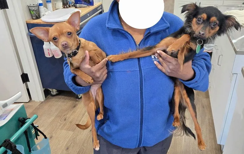 A baby small-sized female Tricolor (Brown, Black, & White) Chihuahua dog named Estrella for adoption in Brewster , NY