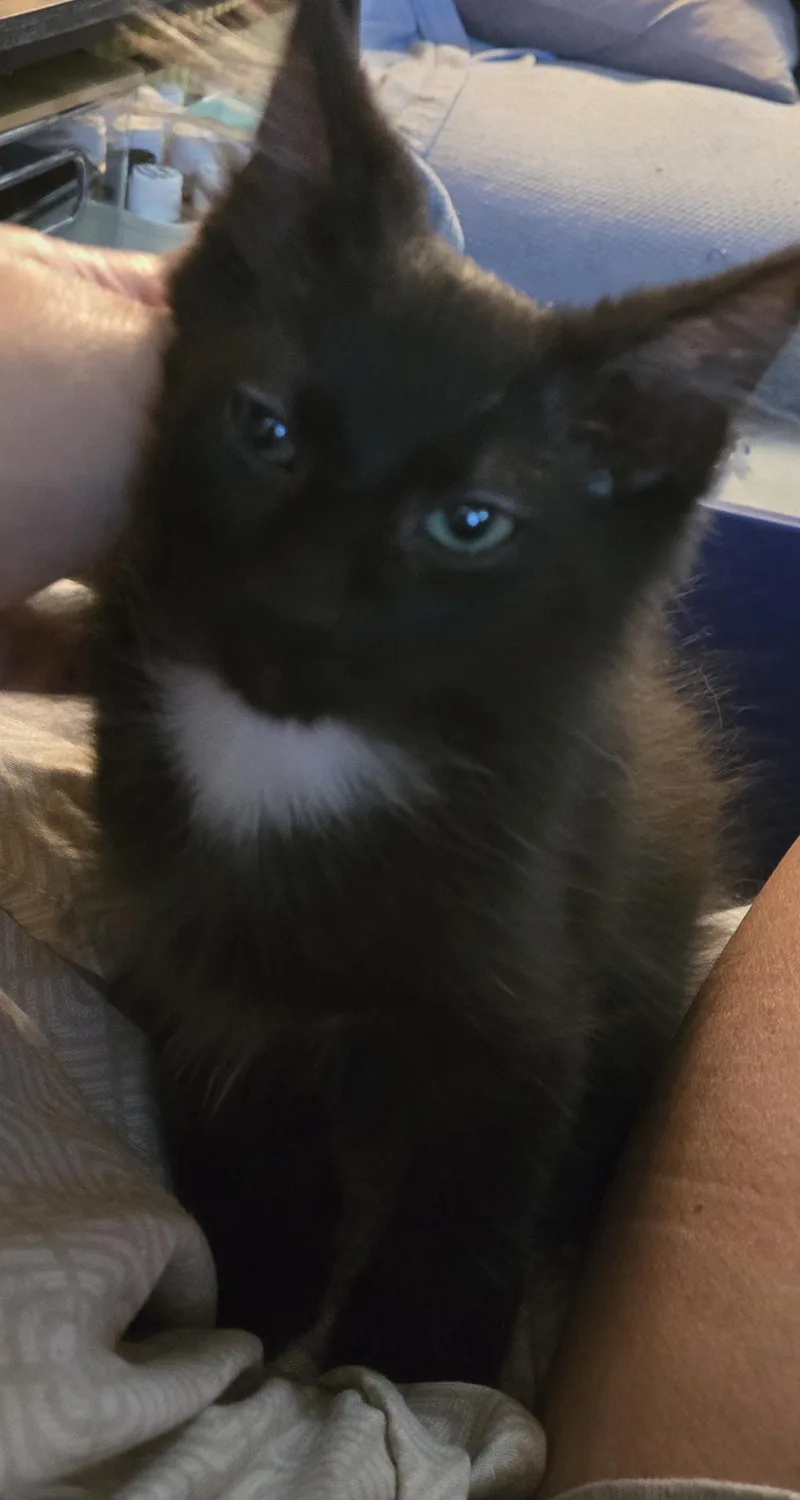 A baby large-sized male Black Domestic Medium Hair cat named Gouda for adoption in Morgantown, WV